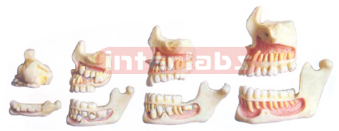 HUMAN DENTITION DEVELOPMENT ON STAND